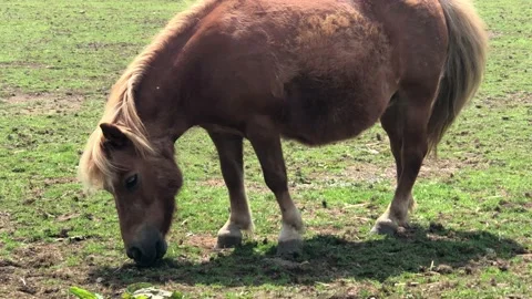 PONY ON FARM 5 Stock Footage 135019903