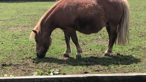 PONY ON FARM 6 Video stock 135020012
