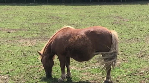 PONY ON FARM 7 Video stock 135020070