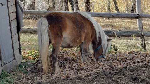 Pony at farm Stock Footage 105566098