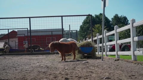 Pony on the farm Stock Footage 293740294