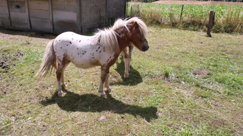 Pony feed on Belgian farm. 動画素材 40010888