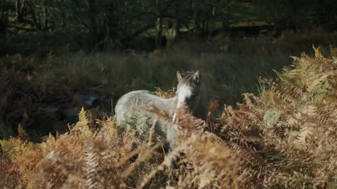 Pony in ferns Stock Footage 203903572