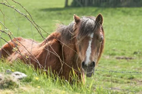 Pony in a field Stock Photos