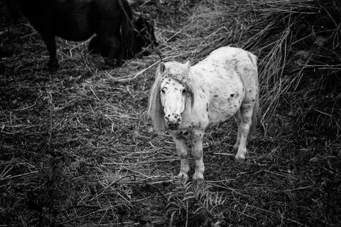 Pony in field Stock Photos