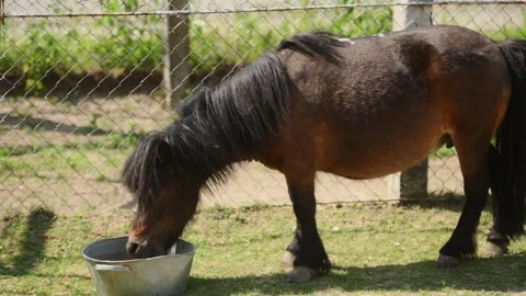 A pony fits and drinks fresh water from a water tank on a very hot summer day Stock Footage 253539664