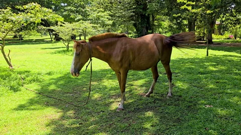 Pony flicking tail and twitching muscles to repel insects, slow motion. 動画素材 339967411