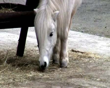  pony Vídeo Stock 345904