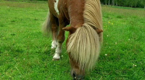 Pony Video stock 856201