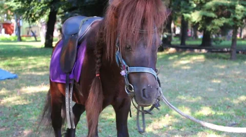 Pony Stock Footage 8577616