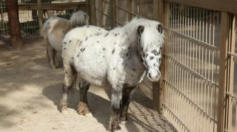 Pony Stock Footage 10728345