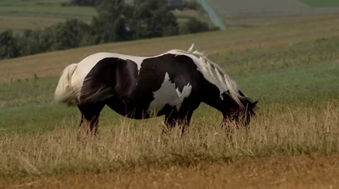 Pony Stock Footage 30758114