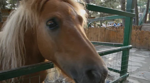 Pony Stock Footage 52436187