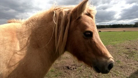 Pony Stock Footage 138772145
