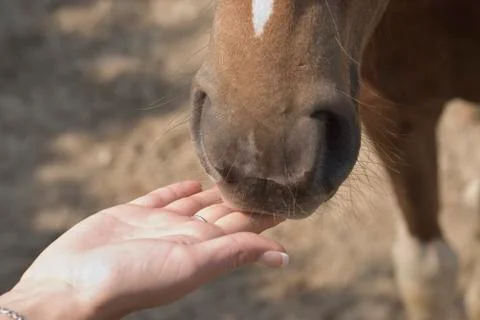Pony with a friendly hand Stock Photos