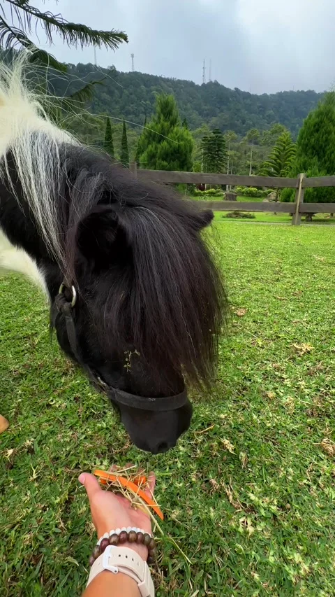 Pony grazes while interacting with person. Connection with animals concept Vídeo Stock 336655292
