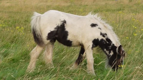 Pony grazing in a field, close-up view of its coat and surroundings Stock Footage 331589613