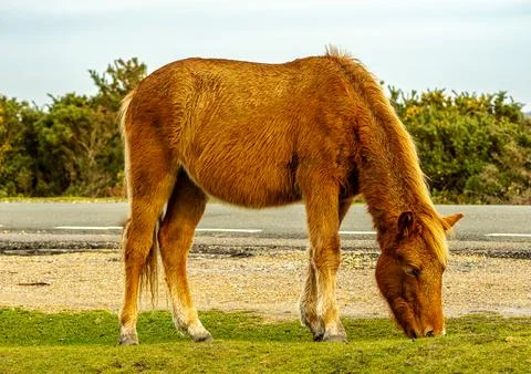 Pony grazing grass Stock Photos