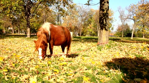 Pony grazing grass on the ranch Stock Footage 56720458