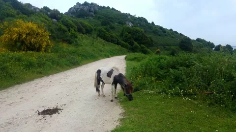 Pony Grazing on Pathway in Lush Green Countryside Stock Footage 196608635