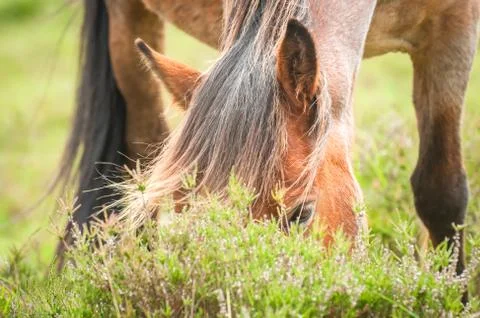 Pony grazing Stock Photos