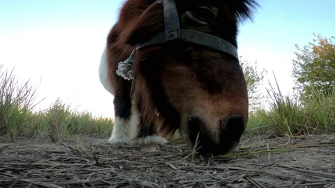 Pony grazzing grass close-up view of little horse feeding at grass field Видео 145833697