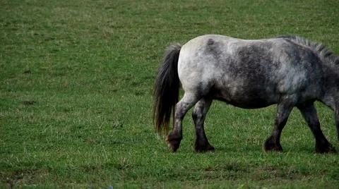 Pony on a green field Stock Footage 55220542