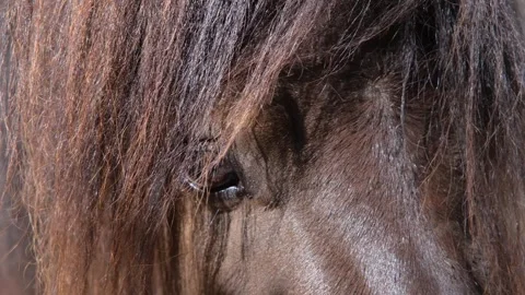 Pony head close-up. Pony close-up. Pony stands in a paddock. Stock Footage 284941961