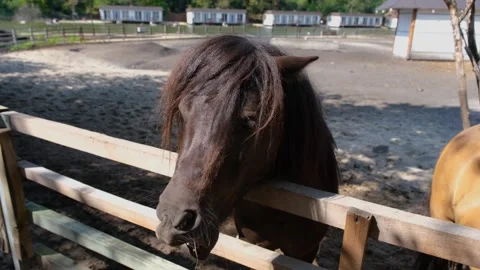Pony head close-up. Pony close-up. Pony stands in a paddock. Stock Footage 307937599