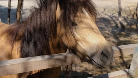 Pony head close-up. Pony close-up. Pony stands in a paddock. Stock Footage 307937615