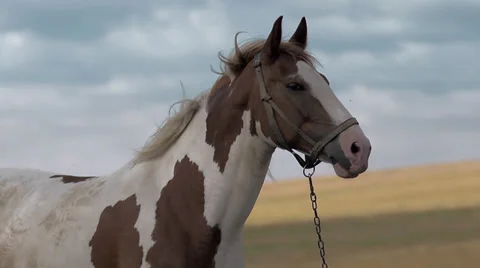 Pony head Stock Footage 30777855