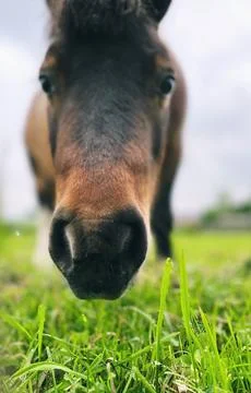 Pony head Foto stock