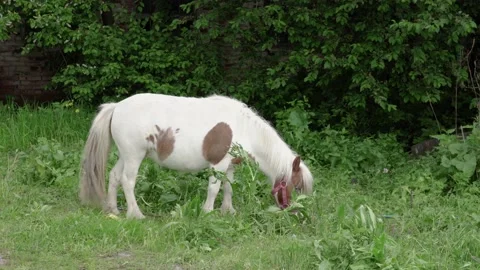 Pony horse eats grass in the meadow Stock Footage 131160734