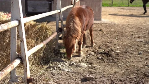PONY (horse) 库存影片 197480050