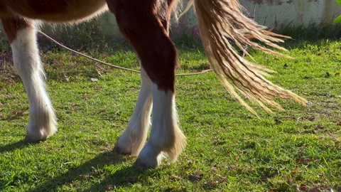 Pony horse playing with his tail in the ... | Stock Video | Pond5