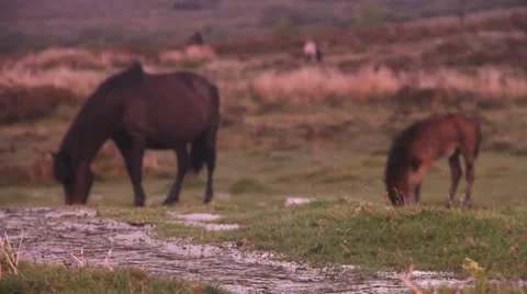 Pony &amp; Horse, pull focus 動画素材 38548016