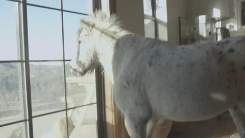 The pony inside the house on the ranch. Stock Footage 106098064