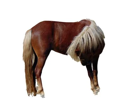 Pony isolated on white background Stock Photos