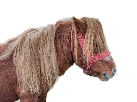 Pony isolated on white background 库存照片