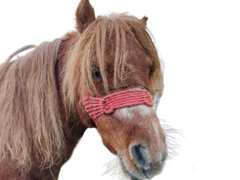 Pony isolated on white background Фото