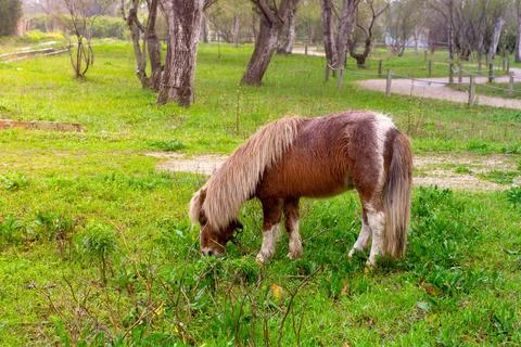 A pony with a long mane eats grass among the trees Stock Photos