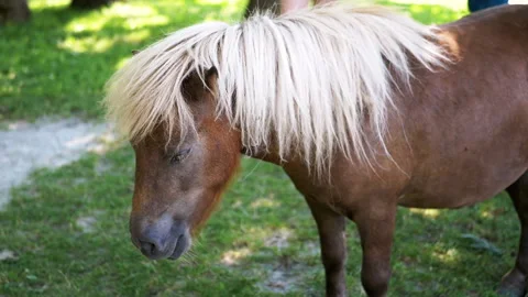 Pony Lowering Head Video stock 293228832