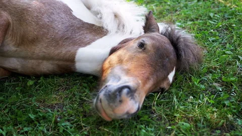 Pony Lying on the Grass Stock Footage 293236554