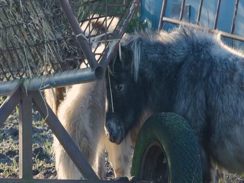 Pony in the meadow Stock-Footage 80253617