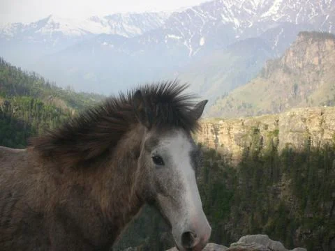 A pony in the mountain range Stock Photos