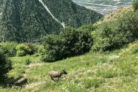 Pony in the mountains. Stock Photos