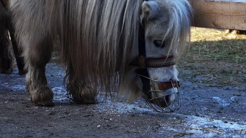 Pony in the Muzzle of the Zoo Stock-Footage 103832959