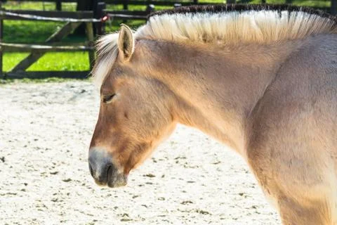 Pony a paddock. Stock Photos