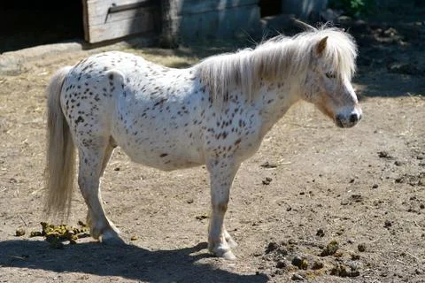 Pony in the paddock Stock Photos