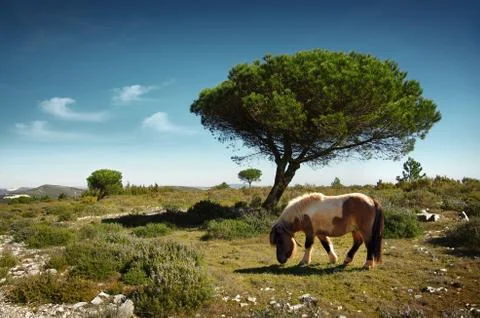 Pony pasturing Stock Photos
